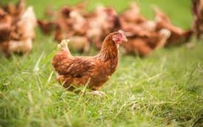 Perbandingan Manggot Dalam Mengurai Kotoran Ayam Petelur
